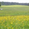 ...Wiesen geht es wieder Richtung Murnau